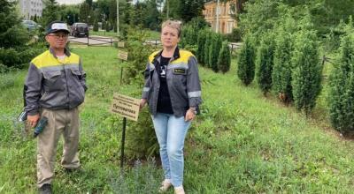Сотрудники Семилукского огнеупорного завода следят за состоянием памятных елей в народном Парке Победы